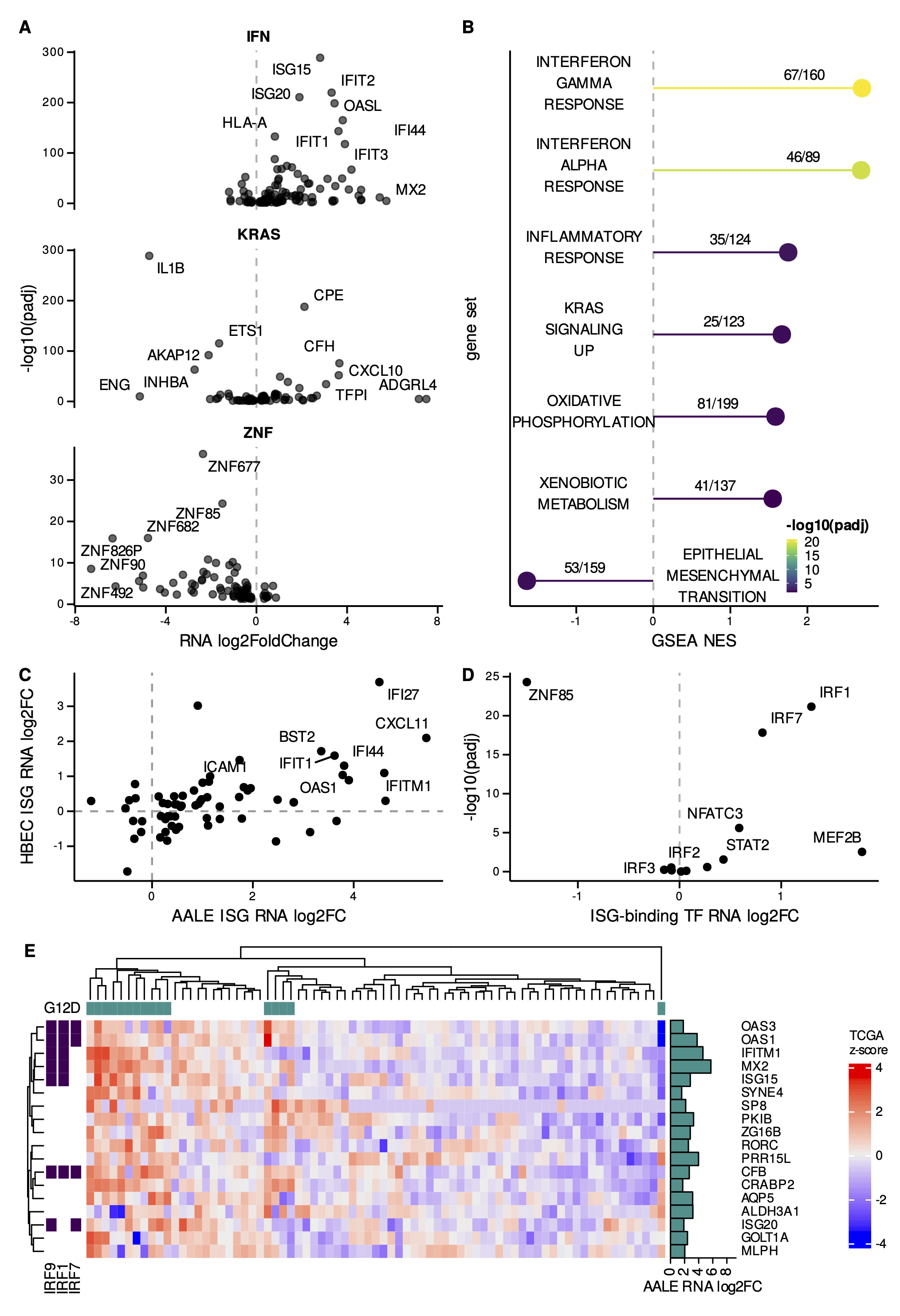 Figure 1: A. Volcano plots depicting significant differential expression observed in key gene sets (interferon response alpha/gamma: IFN, KRAS signaling up: KRAS, zinc-finger genes: ZNF). B. Significant Gene Set Enrichment Analysis (GSEA) results observed in mutant KRAS AALE differentially expressed genes ranked by adjusted p-value (padj), normalized enrichment score (NES), and annotated with the number of genes observed out of the total genes in each gene set. C. Differential expression of IFN-stimulated genes in mutant KRAS AALEs compared to mutant KRAS HBECs. D. Differentially expressed transcription factors (TF) with binding motifs enriched in differentially expressed ISG promoter regions. E. Hierarchical clustering of expression Z-score in TCGA LUAD RNA-seq data for ISGs upregulated in mutant AALE and exhibiting strong segregation in TCGA LUAD samples based on KRAS G12D mutation status; presence of IRF9/1/7 binding motifs in promoter regions of labeled ISGs.