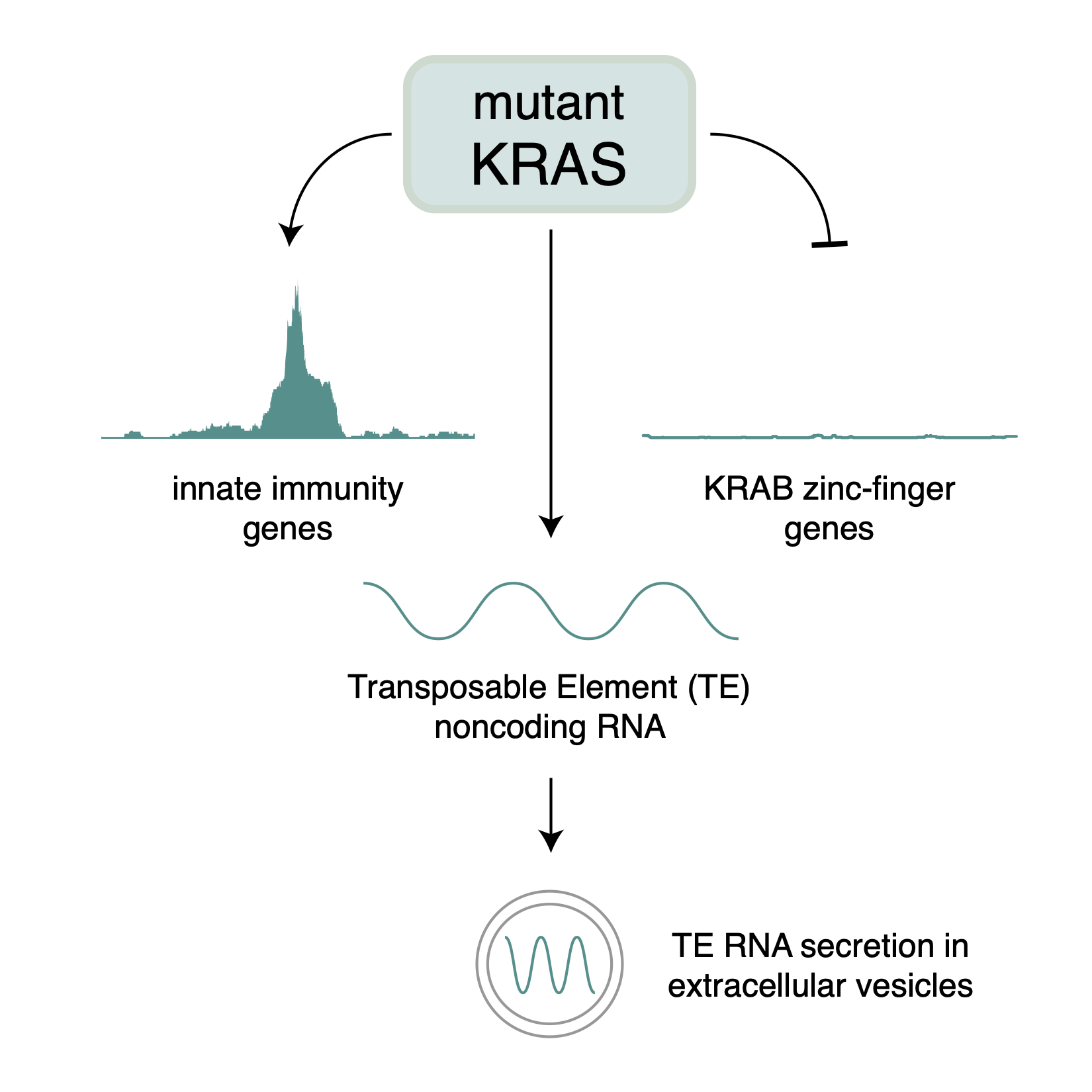 Figure 5: A. Simple model of KRAS-driven de-repression of TE RNAs and activation of intrinsic ISC response.