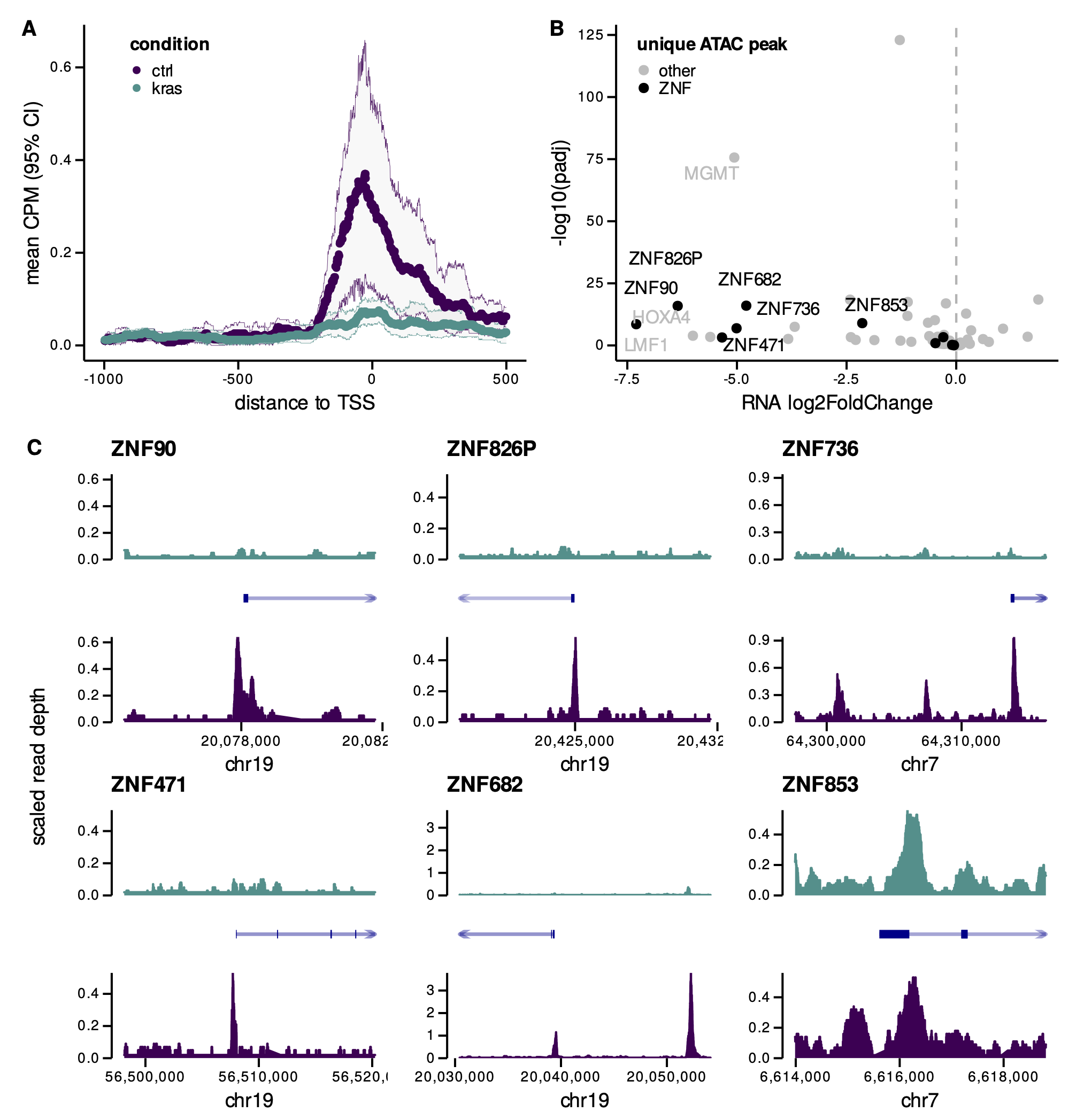 Figure 4: A. Mean ATAC-seq counts per million (CPM) (95% CI) in promoter regions of downregulated KZNFs (< -4.5 log2FoldChange) in both mutant KRAS and control (CTRL) AALEs. B. Differential expression of KZNFs with ‘unique’ peaks near TSS (only present in mutant KRAS or control AALEs). C. ATAC-seq coverage in both KRAS and CTRL AALEs for subset of KZNFs with unique peaks detected near TSS.